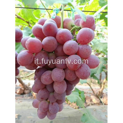 Uva rossa Yunnan pronta per l&#39;esportazione